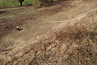 Blick in die von Gestrüpp befreite Mergelkuhle