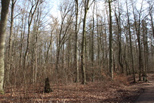 weiter südlich, Blick zum Gipfel des Suerser Berges