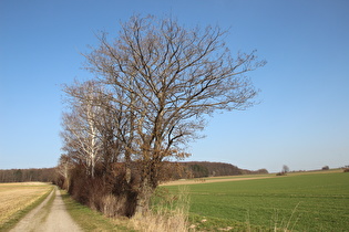 Schwarz-Erle (Alnus glutinosa)