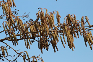 Zoom auf die Blüten