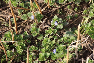 Gamander-Ehrenpreis (Veronica chamaedrys)