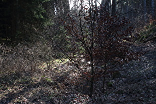 der Bruchbach oberhalb der Wasserräder, Blick flussaufwärts …