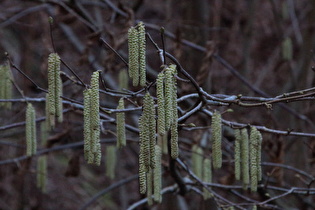 Zoom auf die Blüten