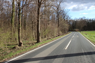 Großes Holz nahe Königseiche