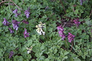 Hohle Lerchensporn (Corydalis cava)