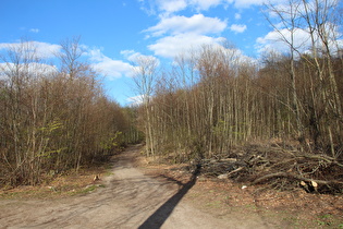 Benther Berg, Westflanke, Blick bergauf