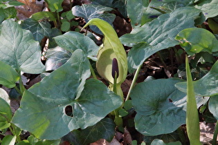 Gefleckter Aronstab (Arum maculatum)