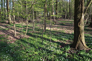 im Velberholz, Blick nach Osten