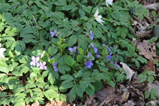 Hunds-Veilchen (Viola canina)