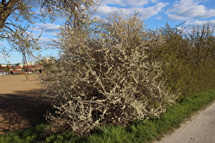 Schlehdorn (Prunus spinosa)