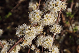 Zoom auf die Blüten