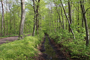 der Schiffgraben in der Eilenriede, Blick nach Nordosten …