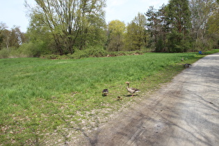 Altwarmbüchener See, Weg am Nordufer, Graugänse (Anser anser)