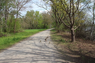 tierischer Gegenverkehr