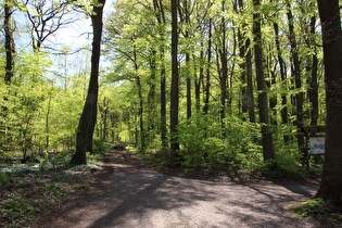 Benther Berg, Nordhang, erster Anstieg der Tour