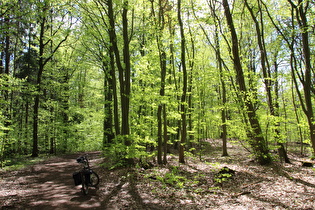 erster Sattelpunkt der Tour auf dem Benther Berg