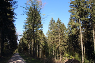 zwischen Feldberg und Müllers Höh, Blick bergab