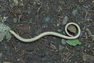 Westliche Blindschleiche (Anguis fragilis)