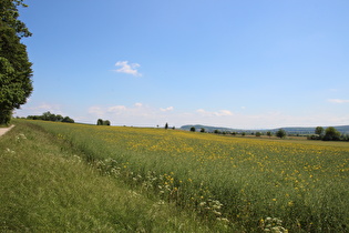 Gehrdener Berg, Westhang, Blick nach Süden zum Süllberg, …