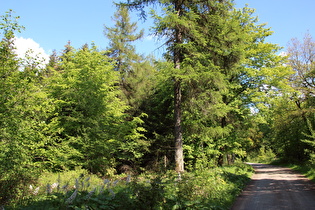 Kammweg zwischen Bröhn und Stern, Blick nach Südosten …