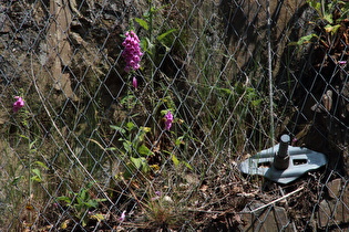 Giftmischer hinter Gittern: Roter Fingerhut (Digitalis purpurea)