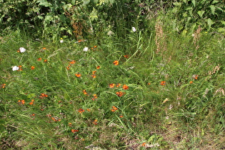 Orangerotes Habichtskraut (Hieracium aurantiacum)