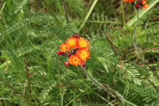 Zoom auf Blüten