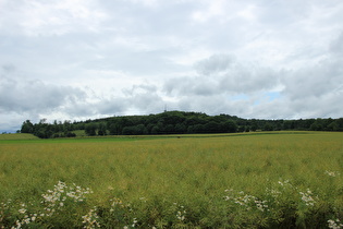 etwas weiter, Blick nach Westen zum Hohen Hagen …