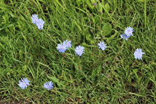 Gemeine Wegwarte (Cichorium intybus)