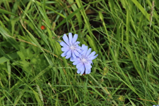 Zoom auf Blüten