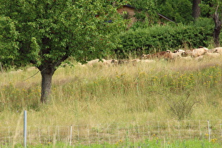 Zoom auf die Schafe