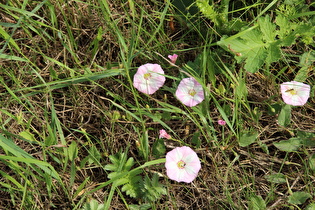 Acker-Winde (Convolvulus arvensis)