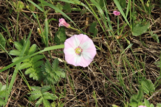 Zoom auf eine Blüte