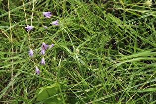 Rundblättrige Glockenblume (Campanula rotundifolia)