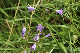 Zoom auf Blüten