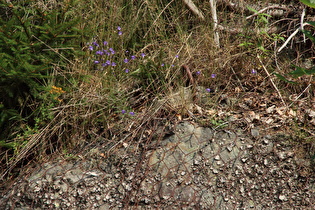 Rundblättrige Glockenblume (Campanula rotundifolia)