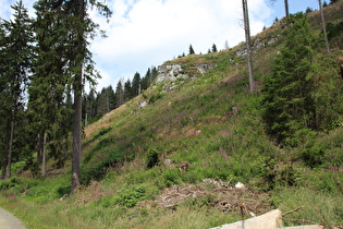 Klippen im Kellwassertal