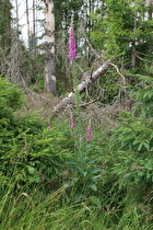 Roter Fingerhut (Digitalis purpurea)