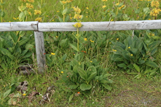 Gelber Enzian (Gentiana lutea)