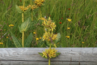 Zoom auf Blüten