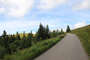 Waldgrenze, durch Beweidung erzeugt, ohne Krummholzzone