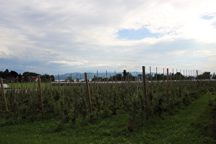 Blick Richtung Appenzeller Alpen am Horizont