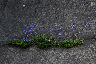 Zwerg-Glockenblumen (Campanula cochleariifolia) in der Monzabongalerie