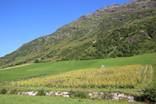 Gelber Enzian (Gentiana lutea) in Kultur