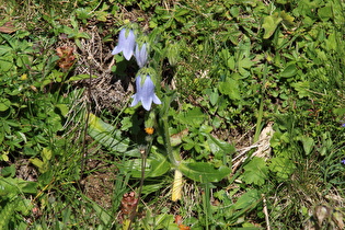 Bärtige Glockenblume (Campanula barbata)