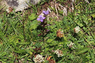 Feld-Kranzenzian (Gentianella campestris)