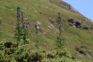 Blauer Eisenhut (Aconitum napellus) ☠