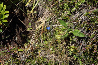 Schnee-Enzian (Gentiana nivalis)