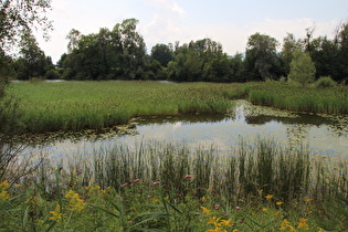 Schilfrohr (Phragmites australis) im Alten Rhein