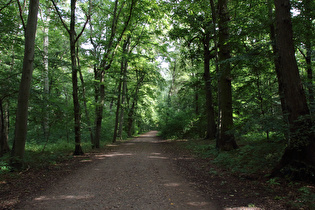 in der Eilenriede, Blick nach Osten